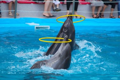 Dolphin And Seal Show – Regular